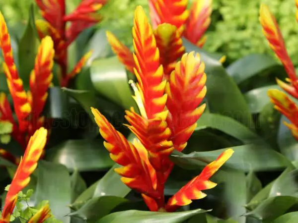 Indoor Guzmania Care: Essential Tips for Thriving Bromeliads