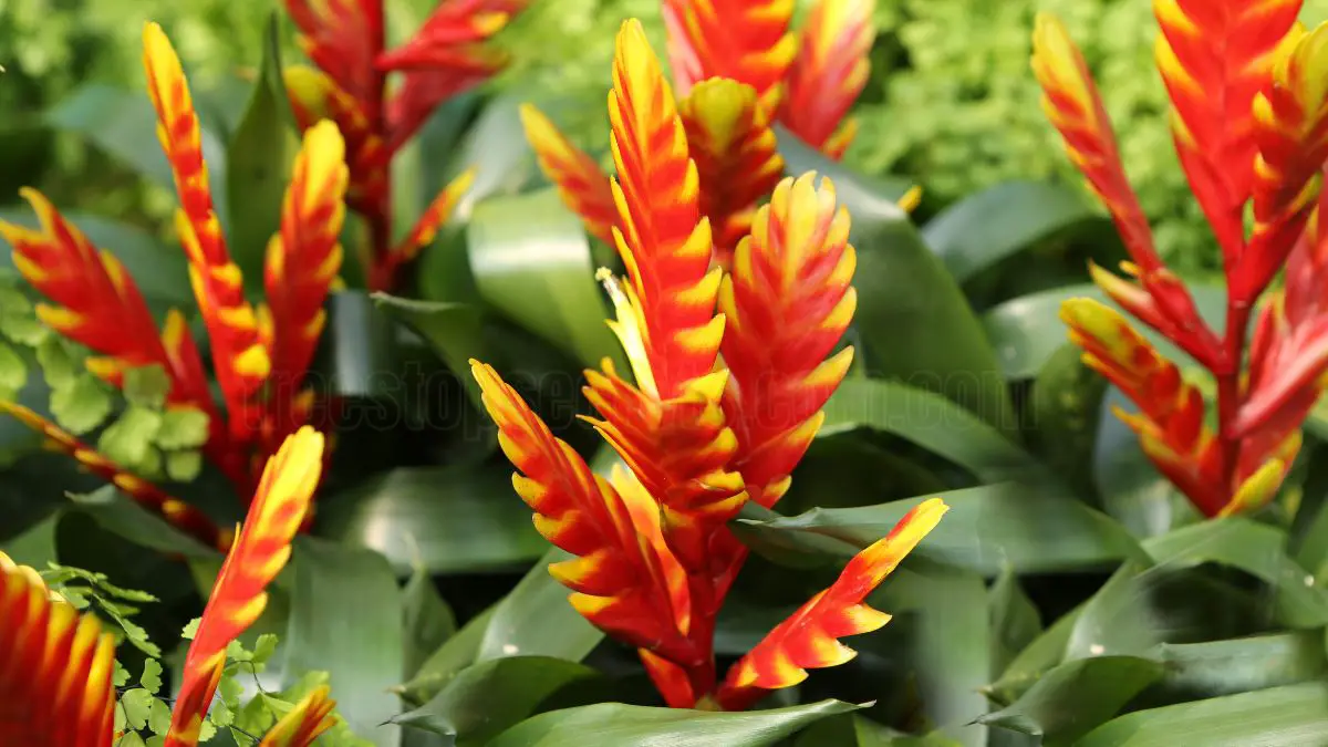 Indoor Guzmania Care: Essential Tips for Thriving Bromeliads