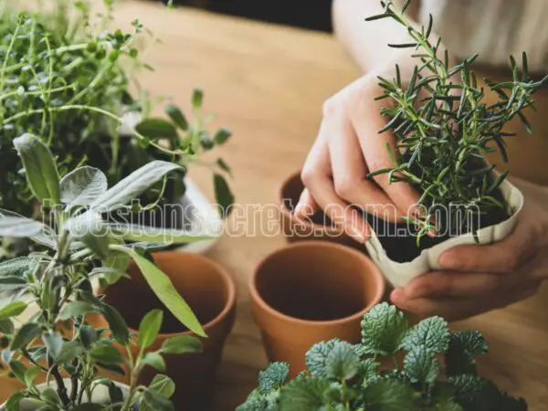 Indoor Herb Gardening Essentials