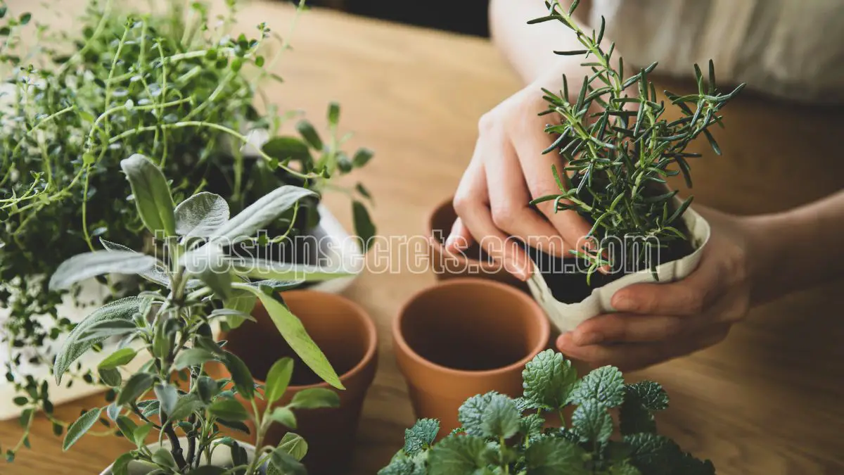 Indoor Herb Gardening Essentials