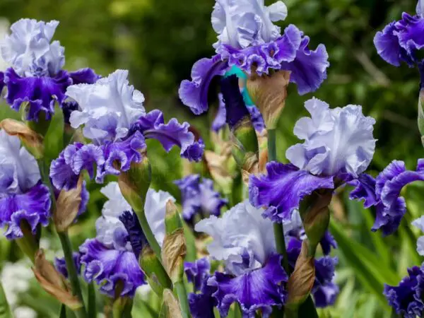 Indoor Iris Care - Tips for Successful Growth and Maintenance