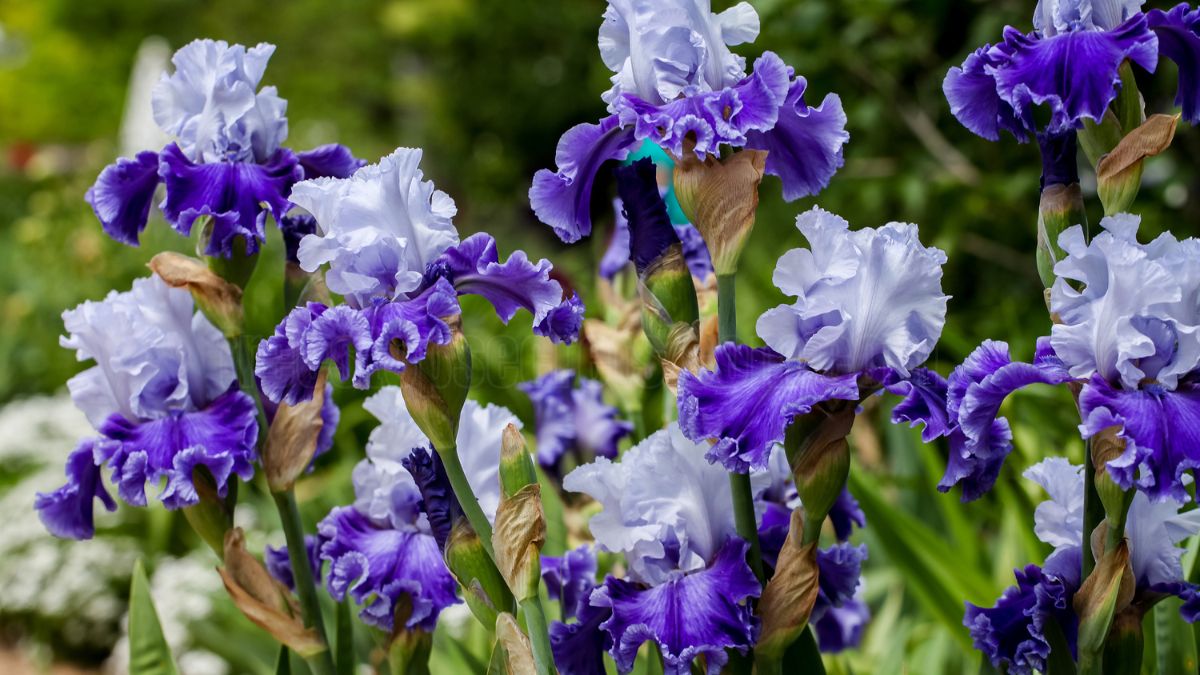 Indoor Iris Care - Tips for Successful Growth and Maintenance