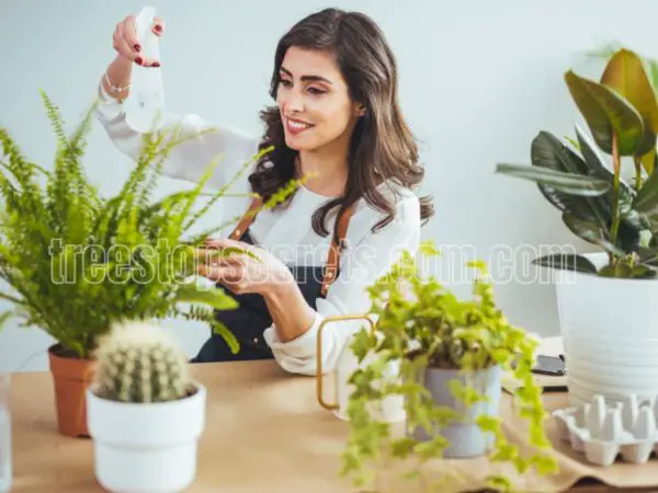 25 Best Indoor Plants for Every Home and Office Environment