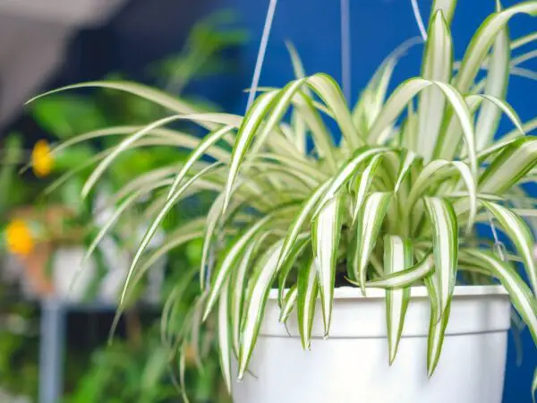 Indoor Spider Plant Care: Essential Tips for Thriving Growth