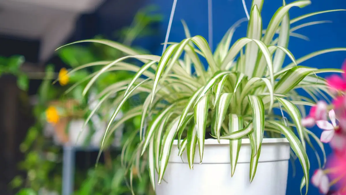 Indoor Spider Plant Care: Essential Tips for Thriving Growth