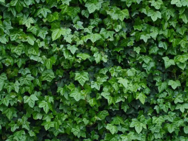 Ivy Plant Care: Essential Tips for Thriving Ivy in Your Home