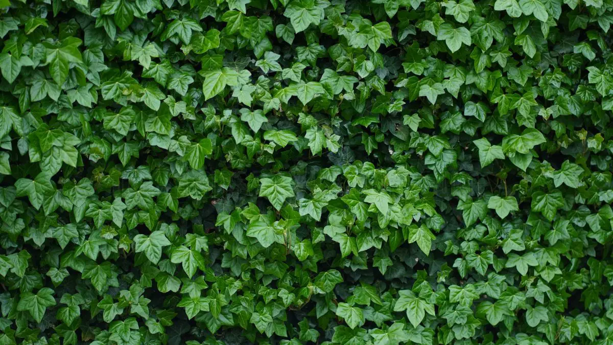 Ivy Plant Care: Essential Tips for Thriving Ivy in Your Home