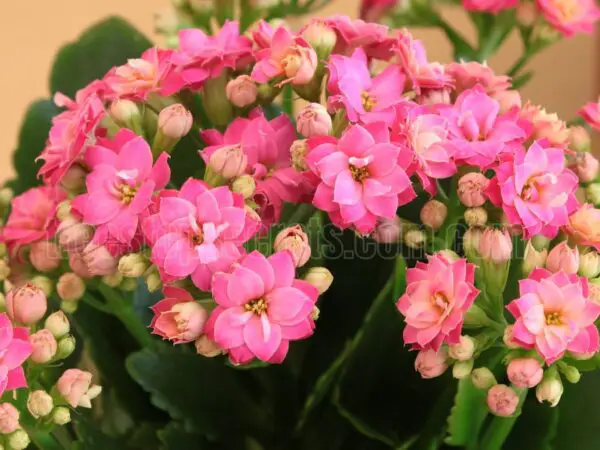 Kalanchoe Plant Care: Tips for Healthy Growth and Blooming