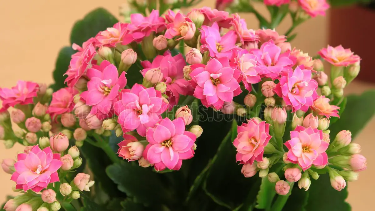 Kalanchoe Plant Care: Tips for Healthy Growth and Blooming