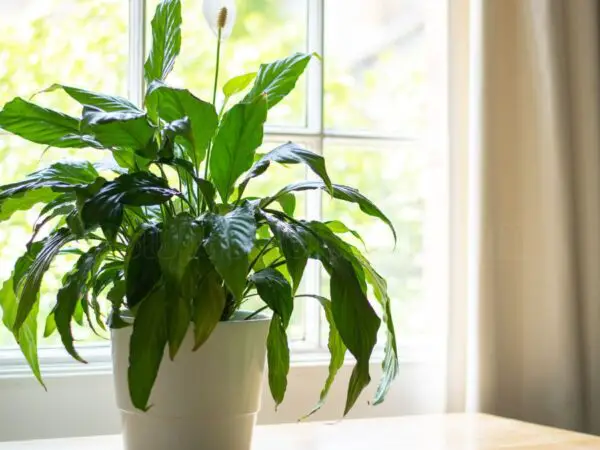 7 Benefits of Keeping a Peace Lily in Your Home