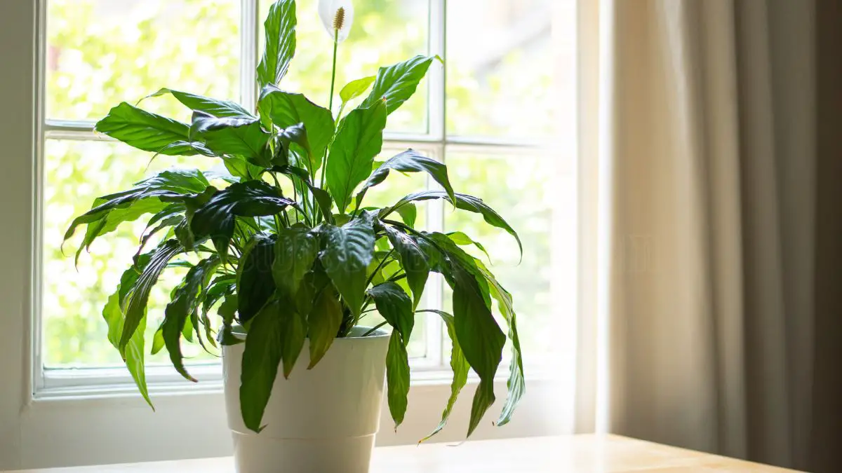 7 Benefits of Keeping a Peace Lily in Your Home