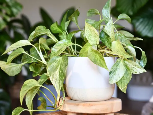 Marble Queen Pothos Care: Tips for Healthy Growth and Propagation
