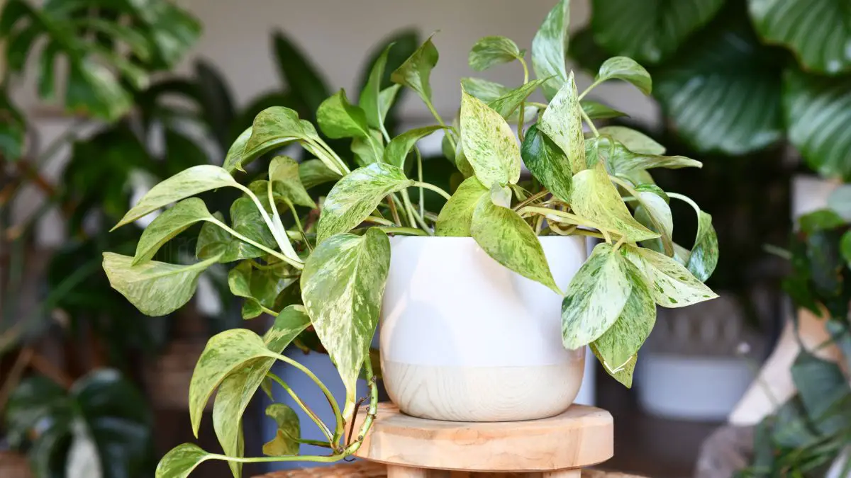 Marble Queen Pothos Care: Tips for Healthy Growth and Propagation