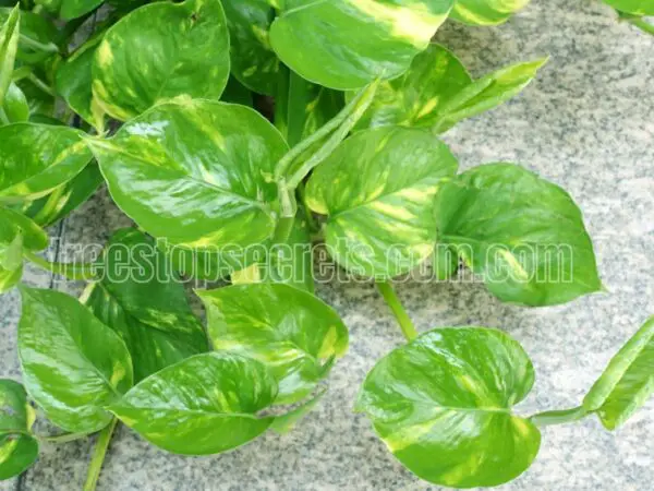 10 Benefits of Having a Money Plant Tree