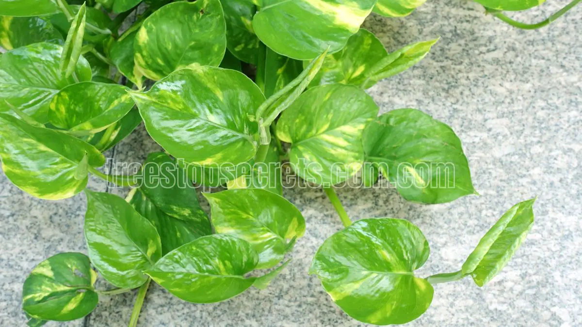 10 Benefits of Having a Money Plant Tree