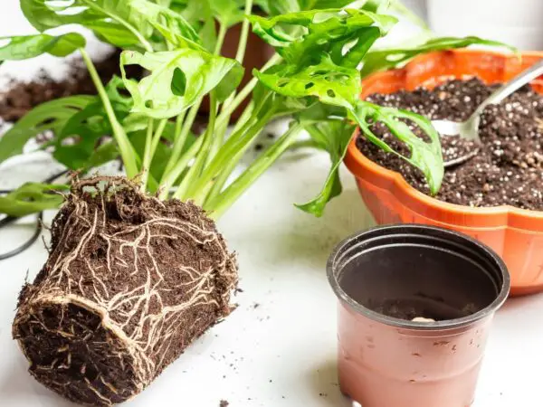 Monstera Plant Care: A Complete Guide to Indoor Growth and Maintenance