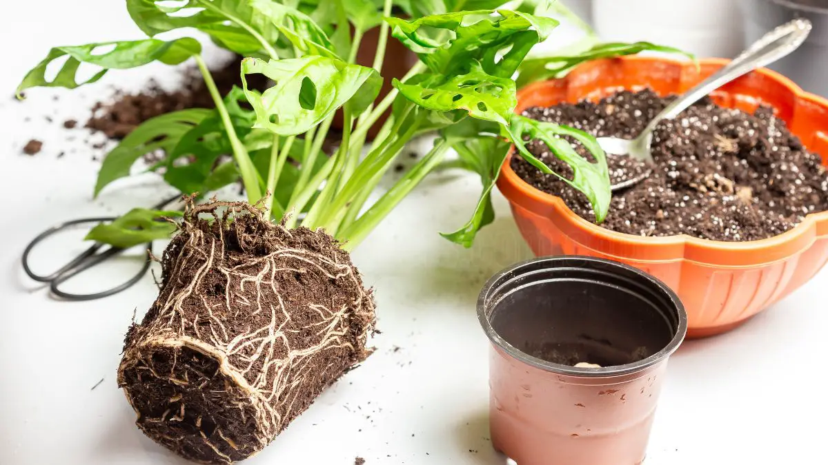 Monstera Plant Care: A Complete Guide to Indoor Growth and Maintenance