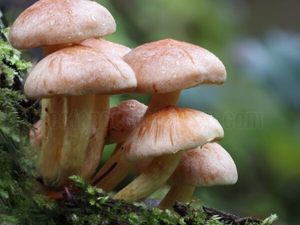 Mushroom Cultivation in Minecraft: A Complete Guide to Growing Techniques