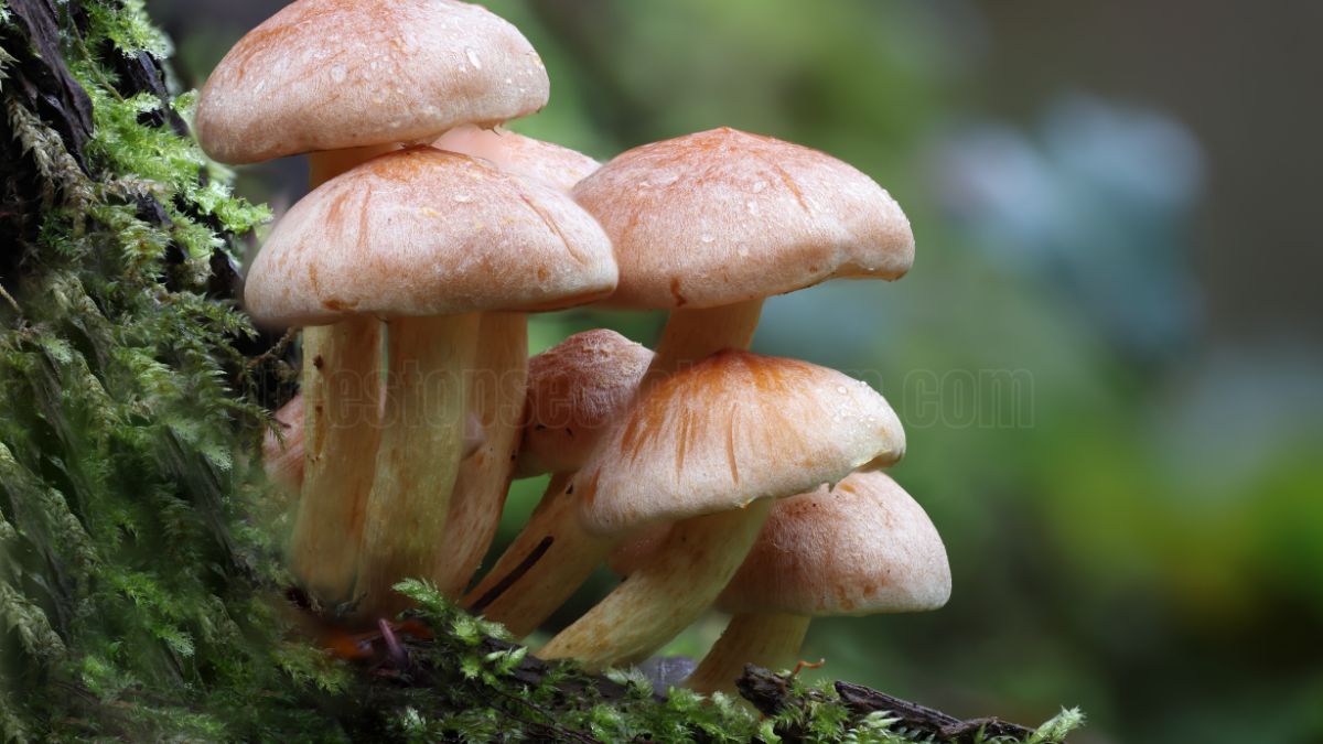 Mushroom Cultivation in Minecraft: A Complete Guide to Growing Techniques