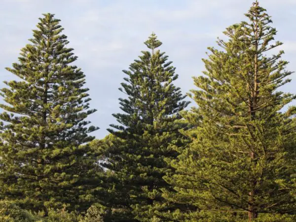 Norfolk Island Pine Care: Essential Tips for Thriving Indoors