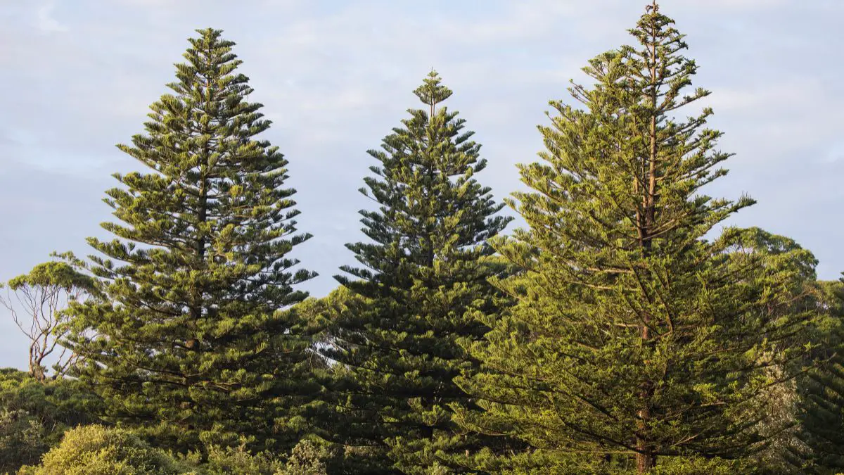 Norfolk Island Pine Care: Essential Tips for Thriving Indoors