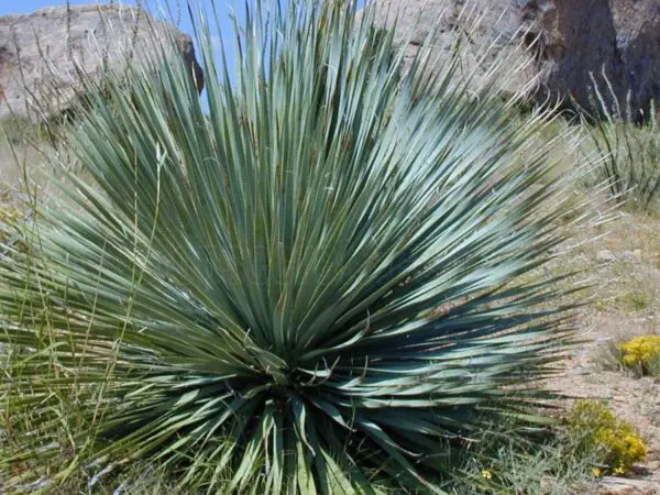 Outdoor Yucca Plant Care: How to Grow and Maintain Yucca Plants Outside