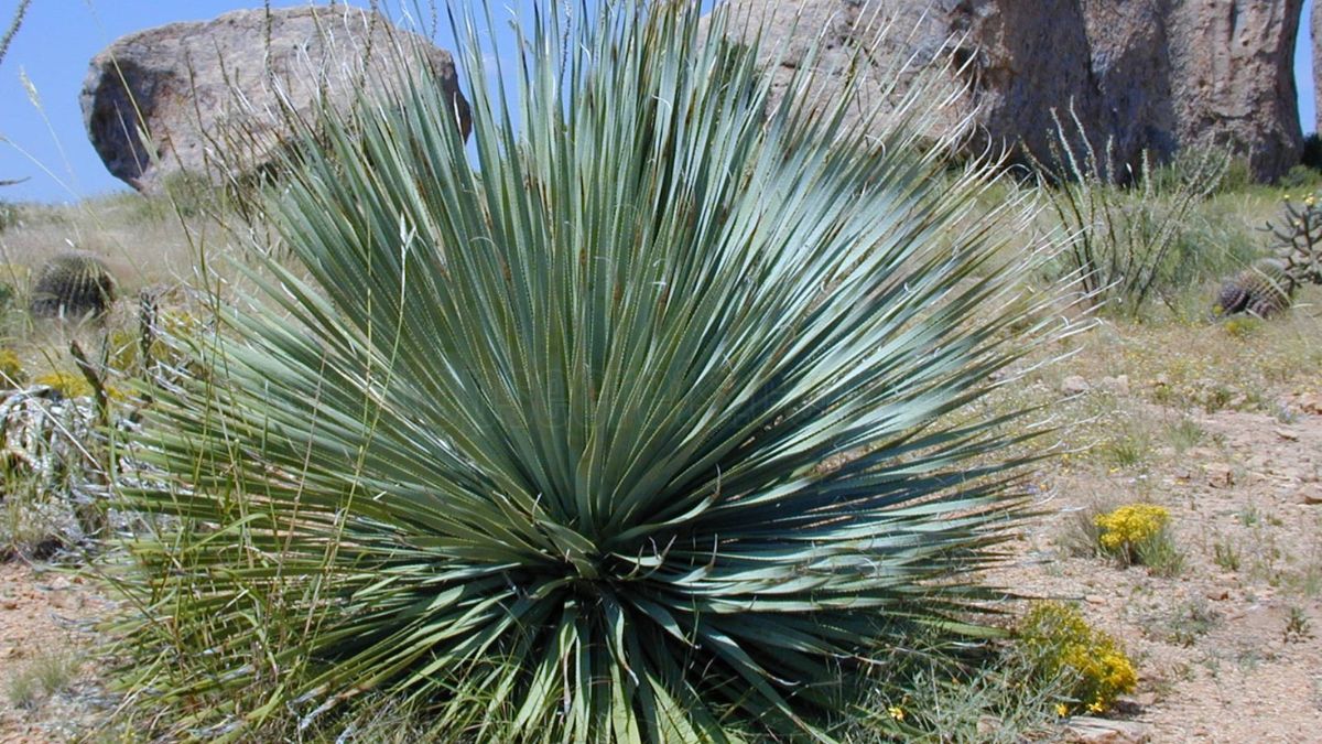 Outdoor Yucca Plant Care: How to Grow and Maintain Yucca Plants Outside