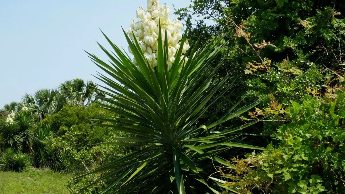 Outdoor Yucca Plant Care: How to Grow and Maintain Yucca Plants Outside 1 Outdoor Yucca Plant Effective Watering Practices