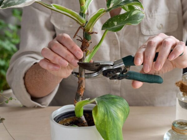Philodendron Care 101: Essential Tips for Thriving Indoor Plants