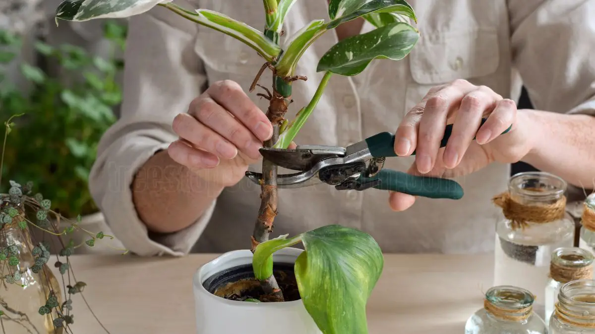 Philodendron Care 101: Essential Tips for Thriving Indoor Plants