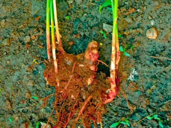 How to Plant and Grow Ginger Indoors for a Bountiful Harvest