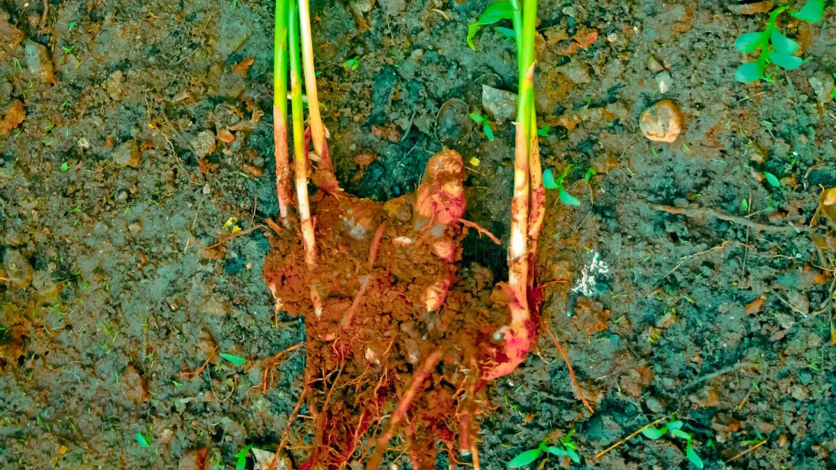 How to Plant and Grow Ginger Indoors for a Bountiful Harvest