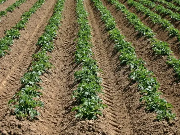 Potato Growth Duration: Understanding the Stages of Development