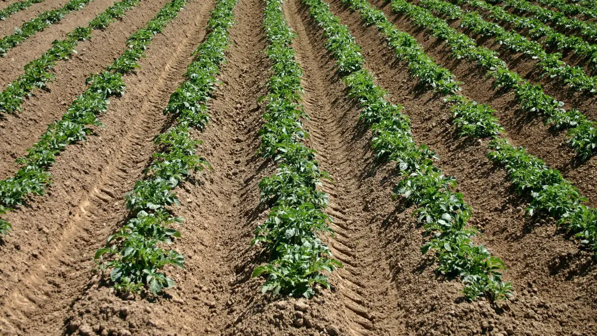 Potato Growth Duration: Understanding the Stages of Development