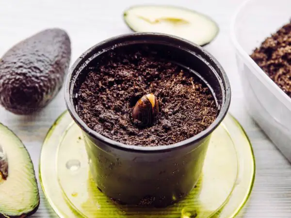 How to Germinate an Avocado Seed and Grow Your Own Tree