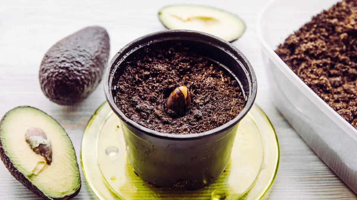 How to Germinate an Avocado Seed and Grow Your Own Tree