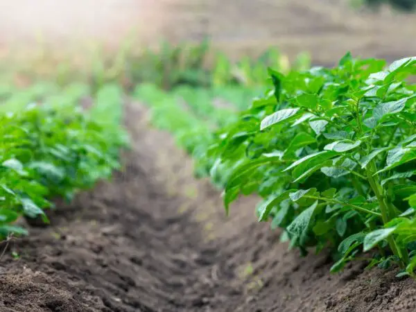 How to Grow a Potato Plant from a Potato: Step-by-Step Guide