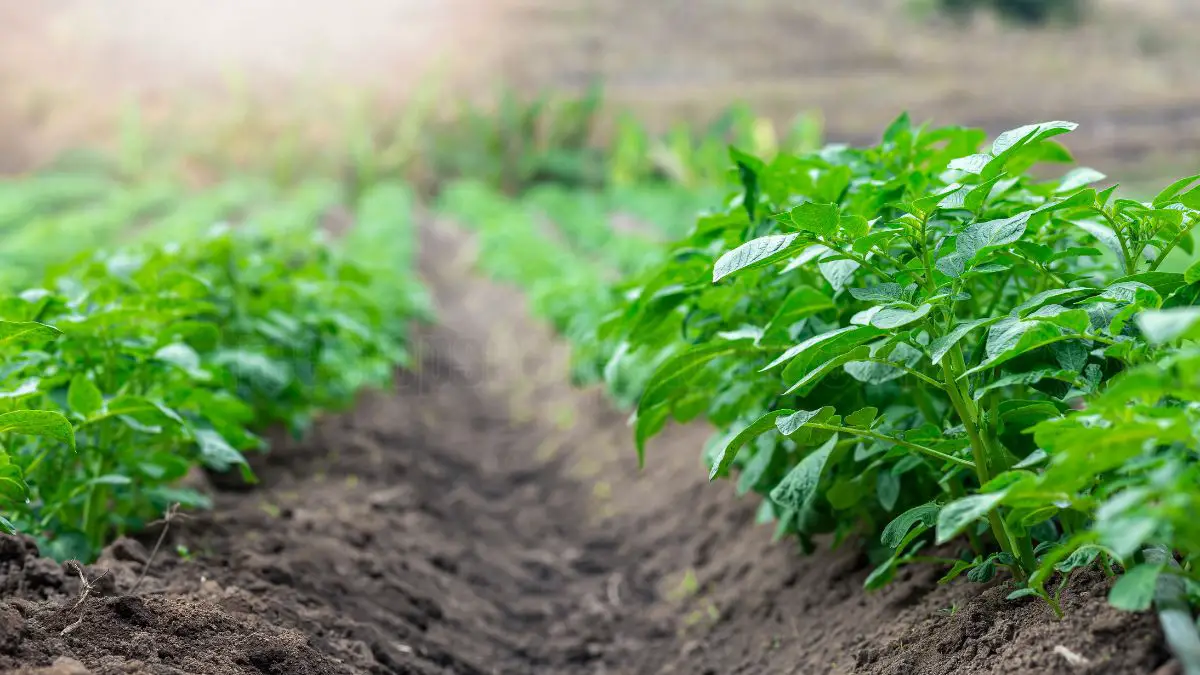 How to Grow a Potato Plant from a Potato: Step-by-Step Guide