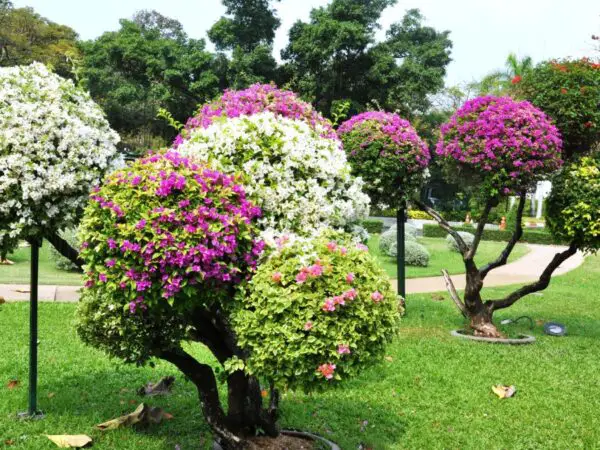 How to Successfully Propagate Bougainvillea Cuttings in Water