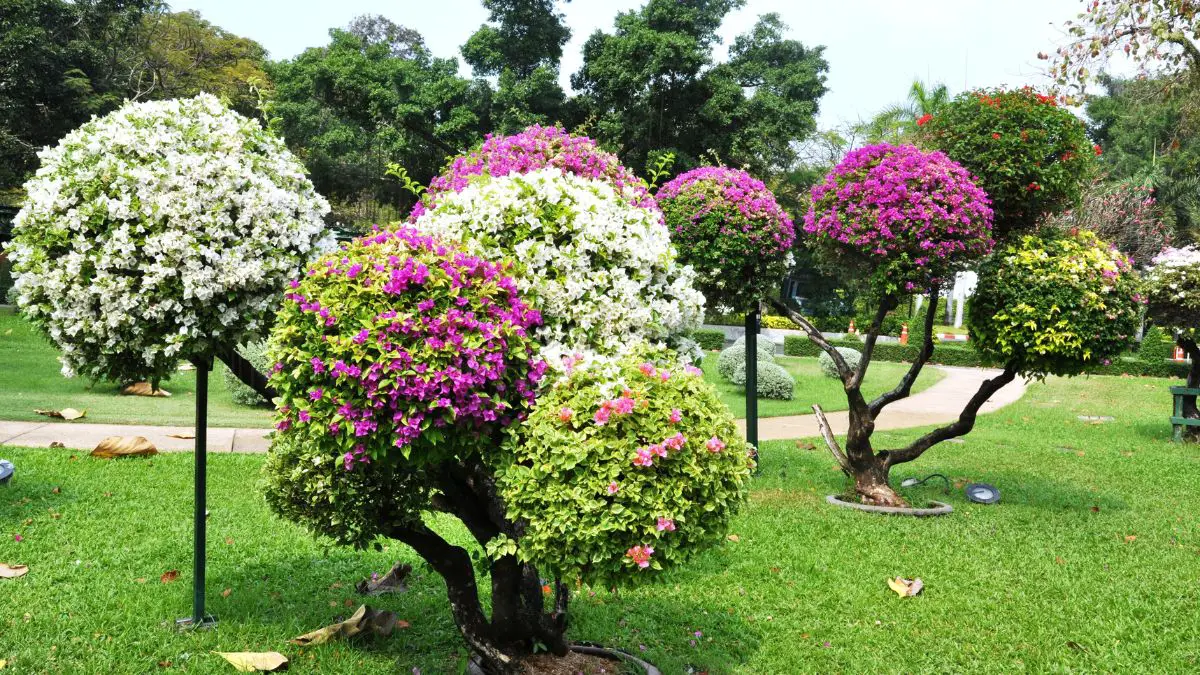 How to Successfully Propagate Bougainvillea Cuttings in Water