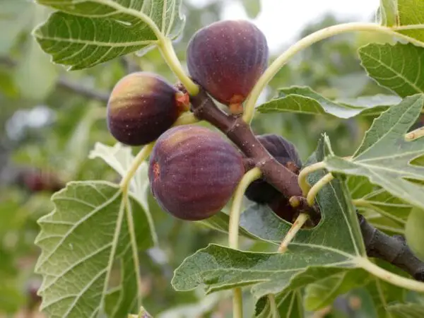 When to Prune Fig Trees for Optimal Growth and Fruit Production