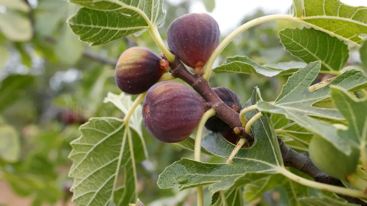 When to Prune Fig Trees for Optimal Growth and Fruit Production