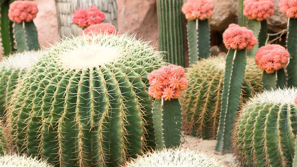 How to Grow Cacti in Minecraft - A Complete Guide 2 Required Materials for Cactus Farming