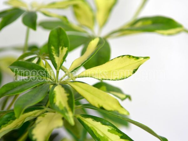 Schefflera Care: Essential Tips for Growing Healthy Umbrella Plants