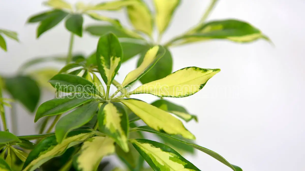 Schefflera Care: Essential Tips for Growing Healthy Umbrella Plants