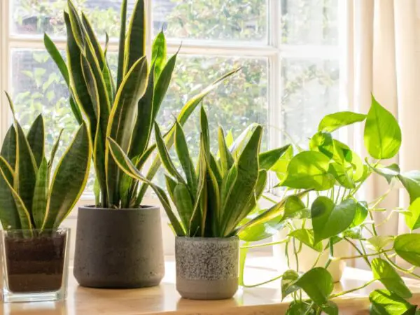 Snake Plant Care: Essential Tips for Thriving Sansevieria