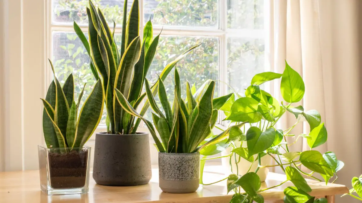 Snake Plant Care: Essential Tips for Thriving Sansevieria