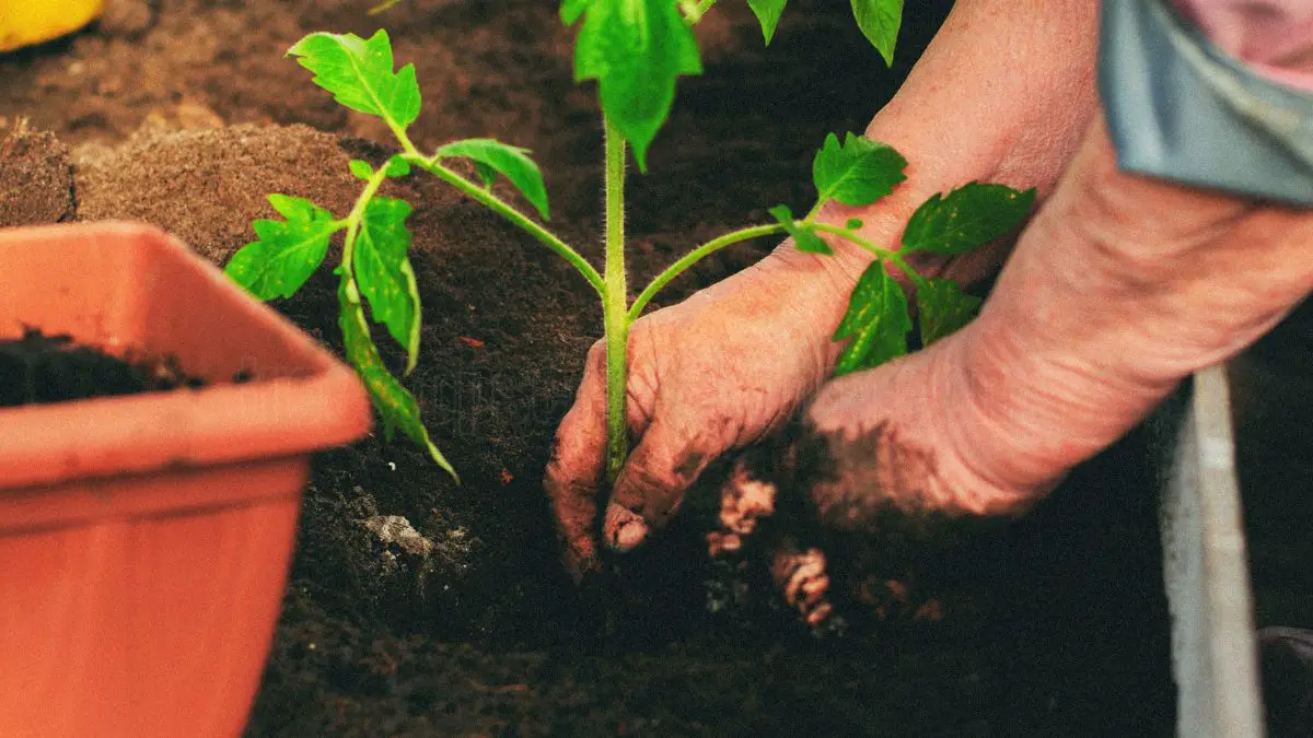 Tomato Growth Period: Understanding Each Stage from Seed to Harvest 1 Soil and Nutrient Management for Tomato