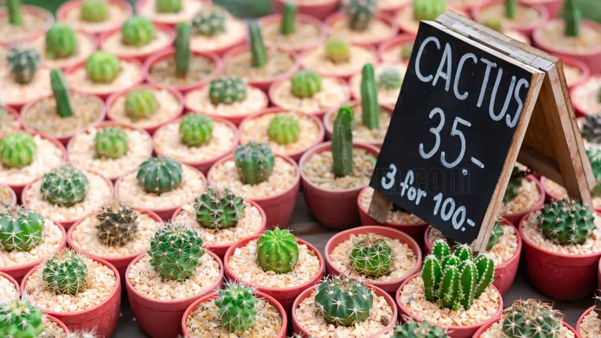 How to Grow Cacti in Minecraft - A Complete Guide 3 Steps to Create a Cactus Farm