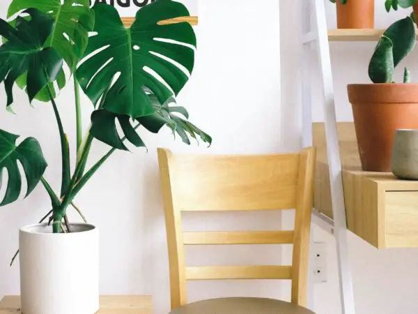 Swiss Cheese Plant Care Guide - Tips for Thriving Monstera